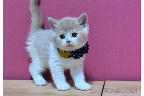 成約済の東京都のブリティッシュショートヘア-103708の2枚目